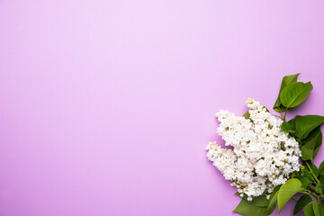 Fototapeta na wymiar White lilac on color background. Top view, text space