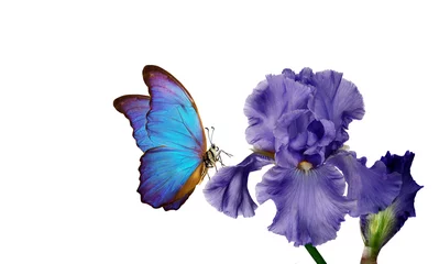 Foto op Plexiglas anti-reflex bright blue morpho butterfly on a blue iris flower isolated on white. copy space © Oleksii