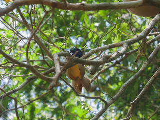 Bird eating some fruits