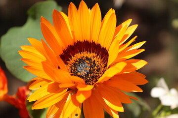 orange flower
