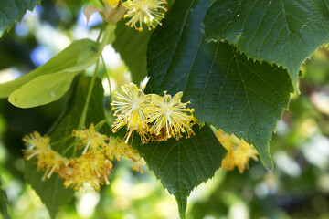yellow flowers of linden tree honey production homeopathy herbal medicine concept - obrazy, fototapety, plakaty