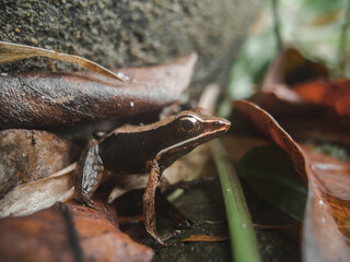 frog on the ground