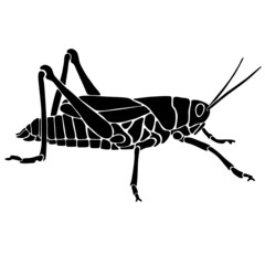 Grashüpfer in schwarz und weiß. Hand gezeichnet als Vektor-Datei. Kann nach Belieben angepasst und verändert werden. Verwendbar für Logo, Grußkarten oder Plakate.
