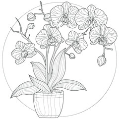 Orchid flower in a pot.Coloring book antistress for children and adults. Illustration isolated on white background.Zen-tangle style.Black and white drawing.