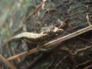 lizard in the grass looking at you
