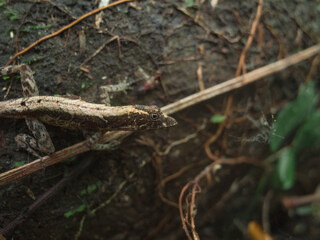 Small lizard hiding on the ground