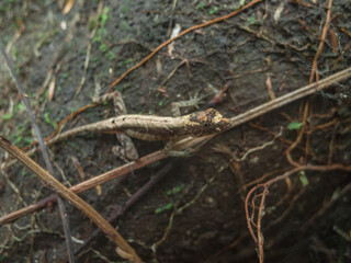 lizard on the ground in Costa Rica
