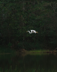 Amazing egret flying on a lake