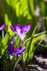 Purple crocus flowers in the spring