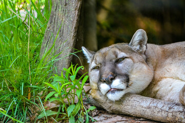 relaxing cougar