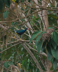 Purple bird in costa rica