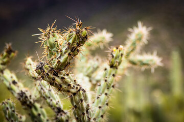 close up of thorns
