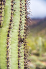 cactus close up