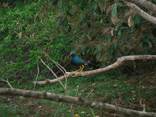 Purple Gallinule in Costa Rica