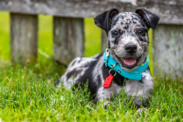 Blue Heeler laying in grass