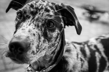 portrait of a blue heeler