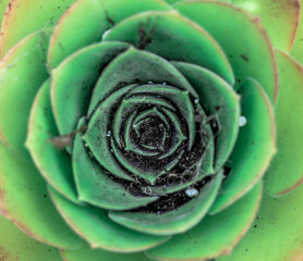 Wonderful plant showing the golden ratio proportion of perfect nature in a green background.