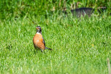 robin on the grass