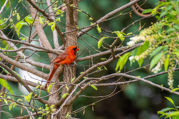 cardinal on a branch