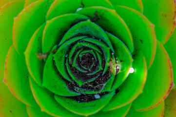 Wonderful plant showing the golden ratio proportion of perfect nature in a green background.