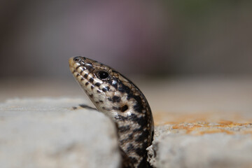 Wildlife Nature Lizard Close Up. Reptile. Reptile Eye. Lizard, gecko baby lizard. details in nature