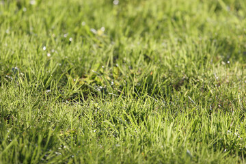 Grass texture