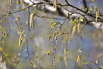 Birch in spring