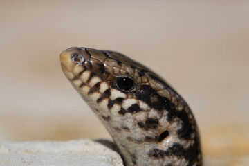 Wildlife Nature Lizard Close Up. Reptile. Reptile Eye. Lizard, gecko baby lizard. details in nature