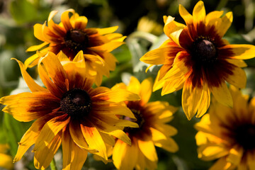 Pinewoods Coneflower (Rudbeckia bicolor)
