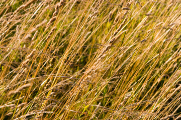 Dry grass texture
