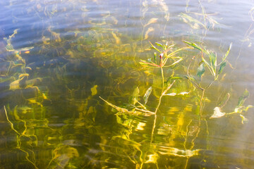 Flora in the lake