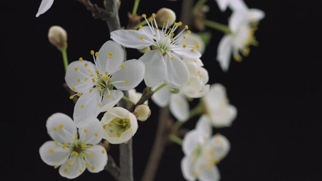 Beautiful Spring  Plum or Apricot tree flowers blossom timelapse, extreme close up. isolated on black background. Time lapse of Easter fresh white blossoming orchard tree closeup. 4K UHD video