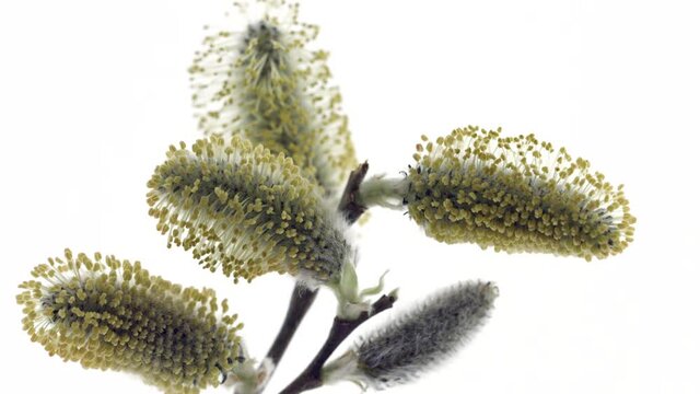Pussy willow with opening fluffy yellow buds timelapse. Blooming spring willow flowers time-lapse Close-up. Spring nature Easter flowers on white background 4K UHD video time lapse. 