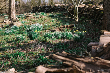 Obraz premium snowdrops in the wood, spring in the UK