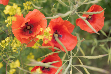 A few red poppies