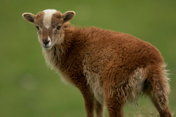 Soay Sheep Lamb on Grass