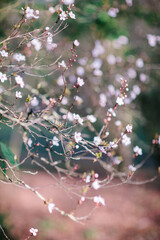 pink flowers in the spring