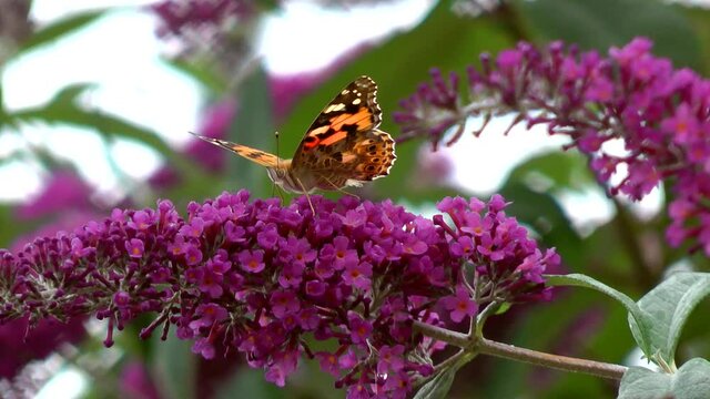 A painted Lady butterfly collecting nectar from a purple Buddleia bush.