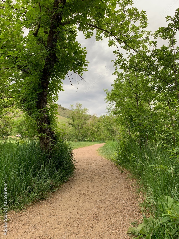 Wall mural Forest Path 2