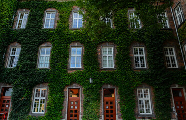 Fototapeta premium Amazing green wall of building in Wawel Castle area, Krakow, Malopolskie, Poland