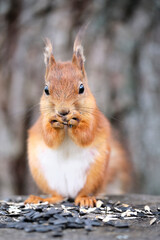 Red squirrel eats sunflower seeds sitting on a hemp. A close-up.