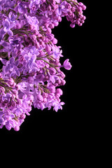 Lilac flowers on a black background.