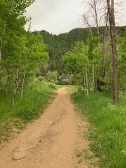 Forest Trail 4