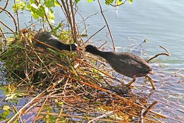 folaga (Fulica atra) il maschio porta materiali per il nido alla femmina in cova