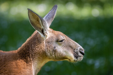 A closeup portrait of a big kangaroo