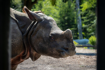 Indian rhinoceros closeup on the right side of its head