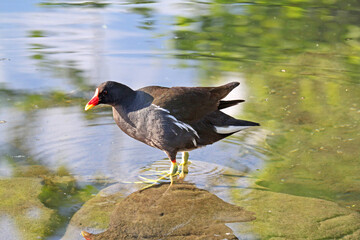 gallinella d'acqua (Gallinula chloropus)