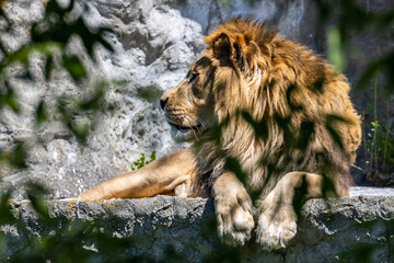 Lion lying in the sun on a piece of rock and looking right