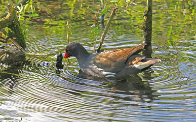 gallinella d'acqua (Gallinula chloropus)