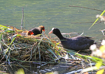 folaga (Fulica atra) l'adulto porta cibo ai pulcini nel nido galleggiante